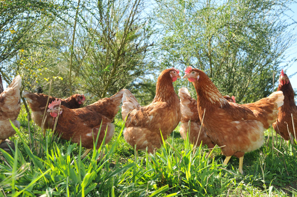 Meet The Chickens - Wilcox Farms